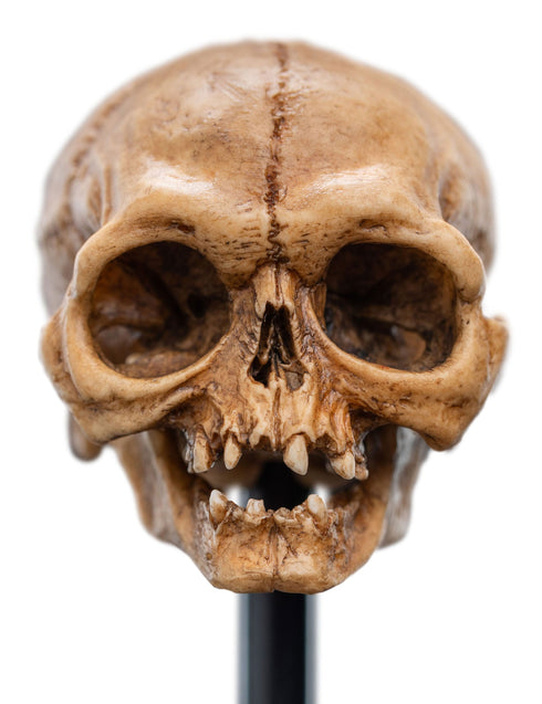 WetaWorkshop Skull of Gollum - The Lord of the Rings - Collectible Mini Statue