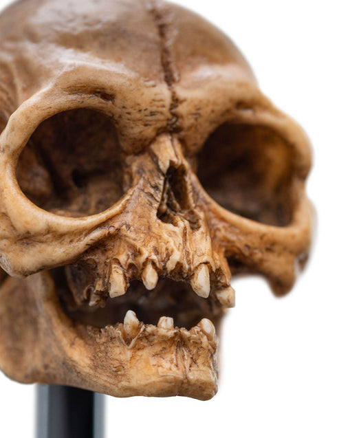 WetaWorkshop Skull of Gollum - The Lord of the Rings - Collectible Mini Statue