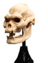Weta Workshop Skull of Lurtz - The Lord of the Rings - Collectible Mini Statue
