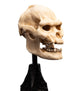 Weta Workshop Skull of Lurtz - The Lord of the Rings - Collectible Mini Statue