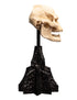 Weta Workshop Skull of Lurtz - The Lord of the Rings - Collectible Mini Statue