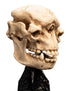 Weta Workshop Skull of a Cave Troll - The Lord of the Rings - Collectible Mini Statue