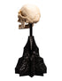 Weta Workshop Skull of a Mordor Orc -The Lord of the Rings - Collectible Mini Statue