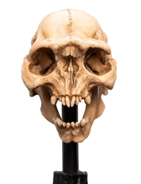 Weta Workshop Skull of a Moria Orc - The Lord of the Rings - Collectble Mini Statue