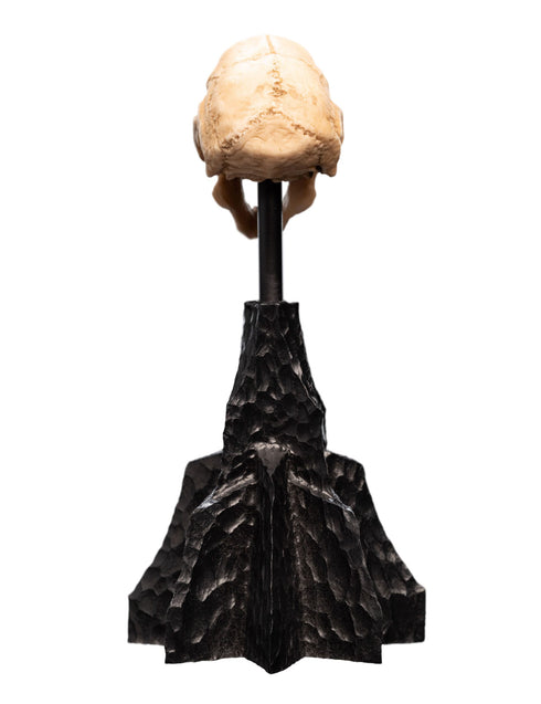 Weta Workshop Skull of a Moria Orc - The Lord of the Rings - Collectble Mini Statue