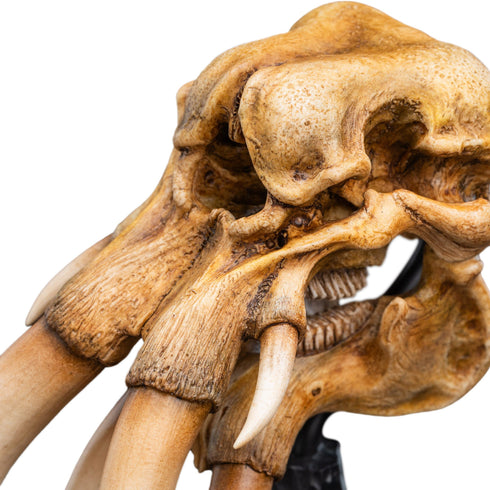 Weta Workshop Skull of a Mumak -The Lord of the Rings - Collectible Mini Statue