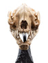 Weta Workshop Skull of a Warg - The Lord of the Rings - Collectible Mini Statue