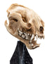 Weta Workshop Skull of a Warg - The Lord of the Rings - Collectible Mini Statue